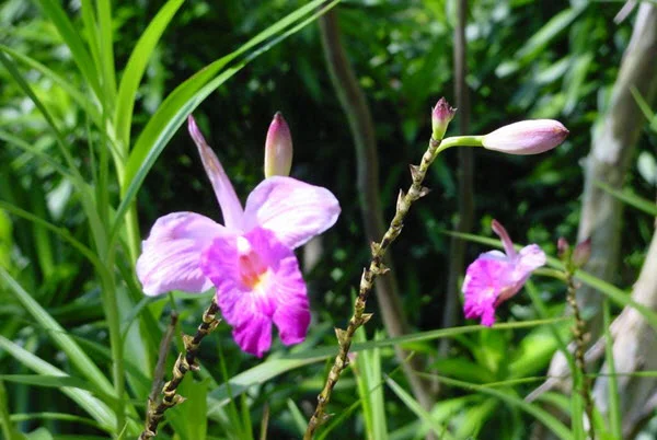 Arundina Graminifolia Singapour