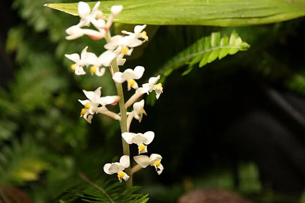 Ludisia Discolor