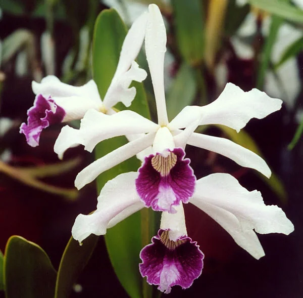 Laelia Purpurata