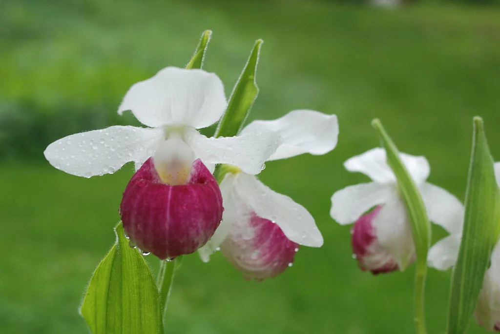 Cypripediums