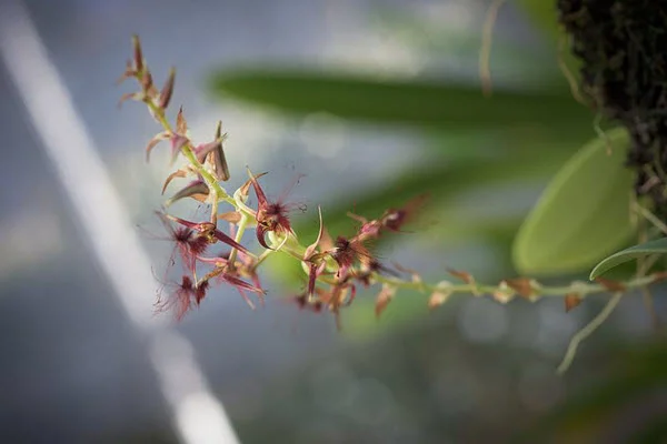 bulbophyllum barbigerum