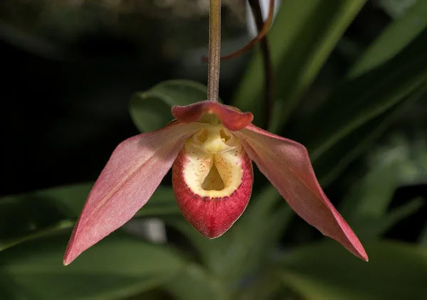Phragmipedium Evening Glow Orchid