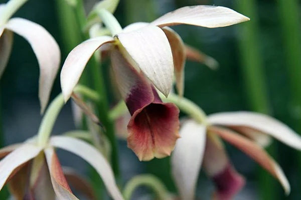 Phaius Tankervilliae