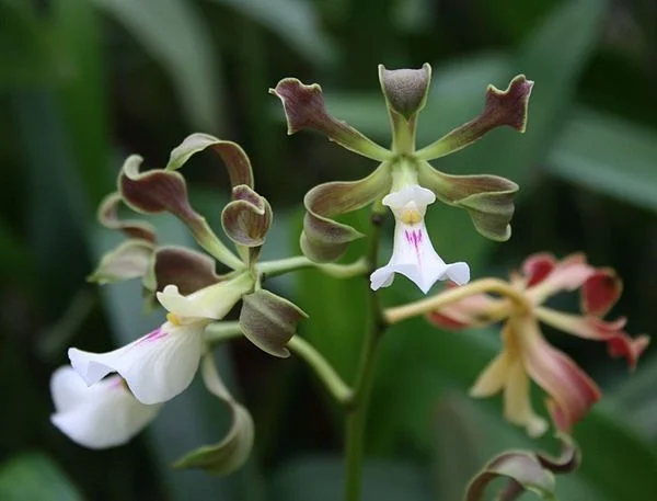 Encyclia Cordigera