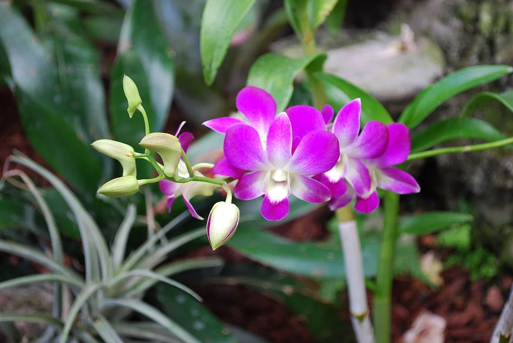 Dendrobium Orchid