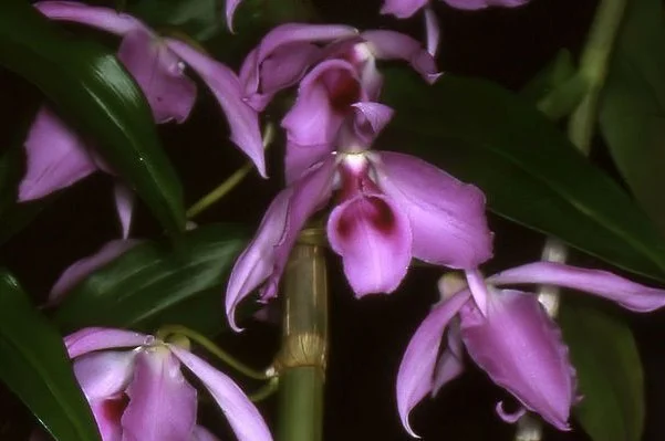 Dendrobium Anosmum
