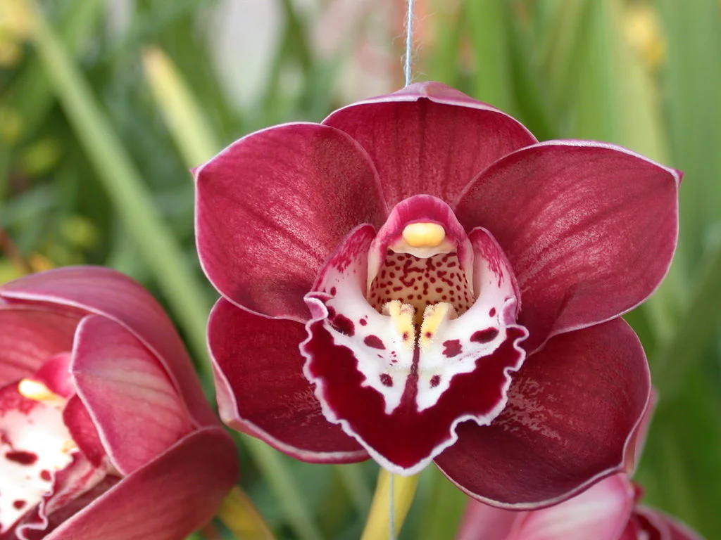 Cymbidium Orchid