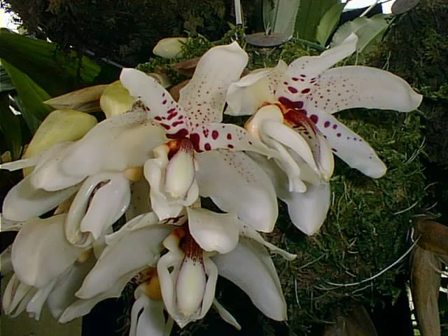 Stanhopea Martiana