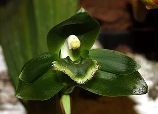 Lycaste locusta