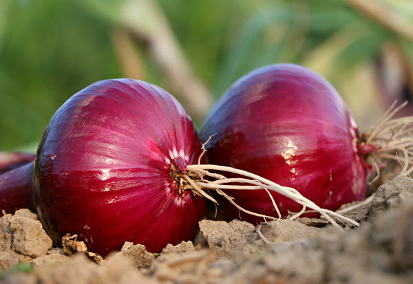 How to Grow Red Onions