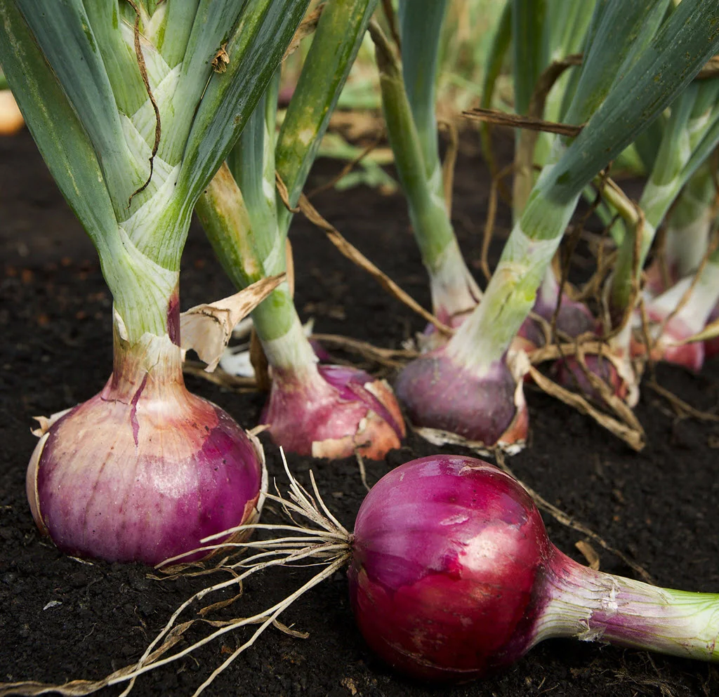 How to Grow Red Onions