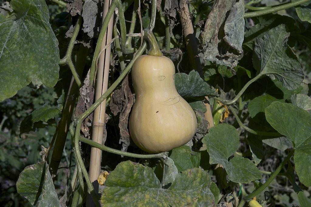 How To Grow Butternut Squash