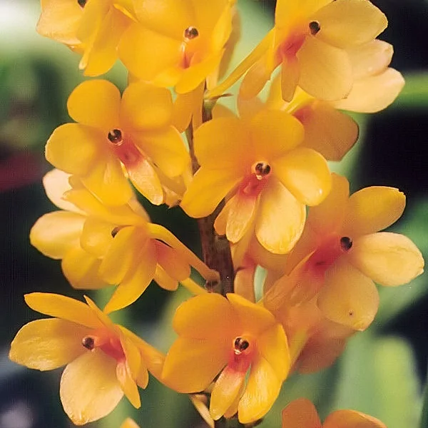 A_and_B_Larsen_orchids_-_Ascocentrum_miniatum_923-25x.jpg