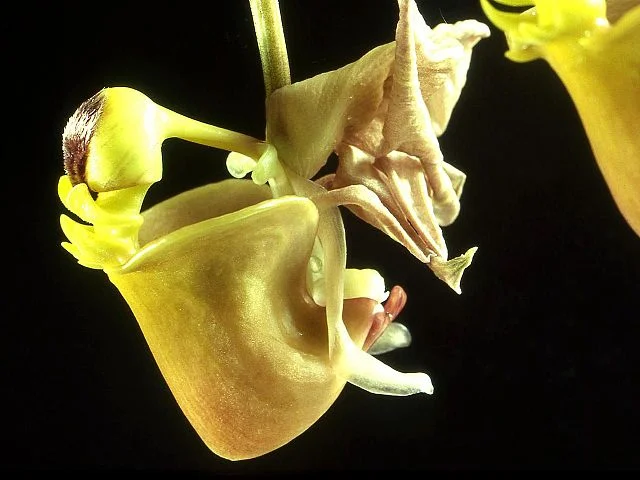 640px-Coryanthes_trifoliata_Orchi_01.jpg