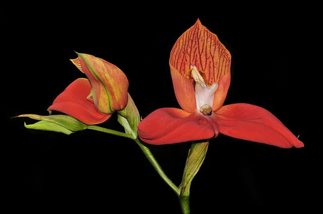 Disa_uniflora_(Peter_Jonas_Bergius_1767).jpg