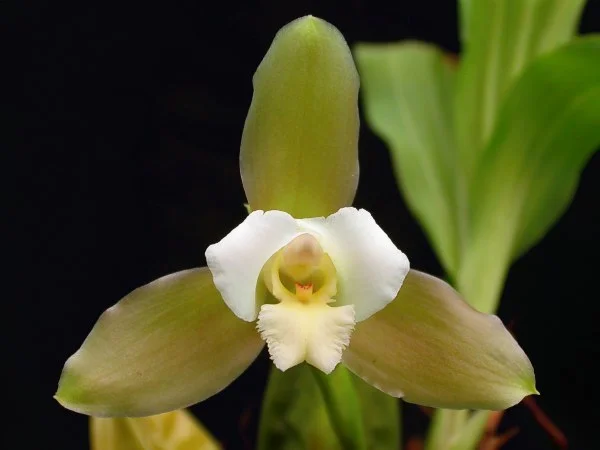 Lycaste_macrophylla_07.jpg