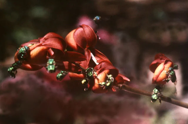 640px-Mormodes_buccinator_-_infl_1.jpg