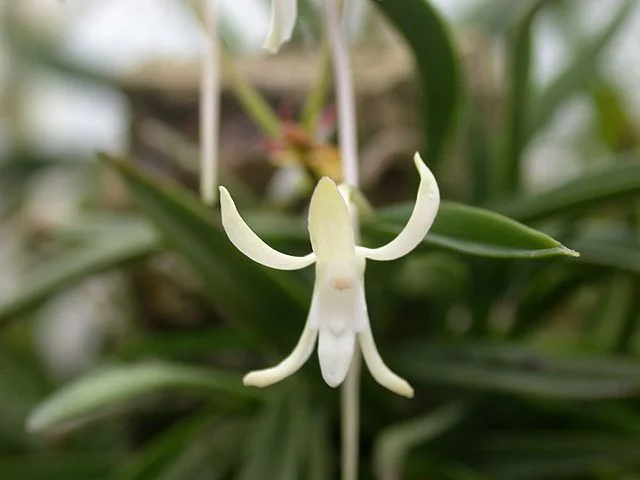 A_and_B_Larsen_orchids_-_Vanda_falcata_DSCN5543.jpg