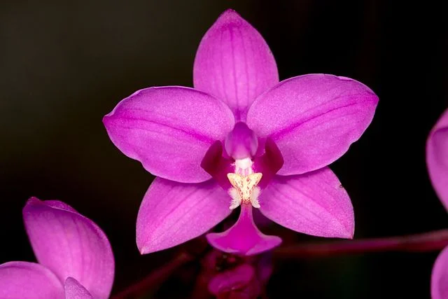 Spathoglottis_plicata_(16370555731).jpg