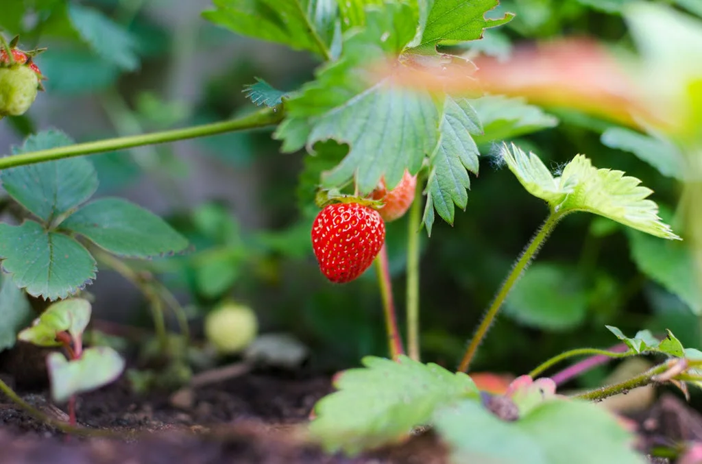 What To Plant With Strawberries
