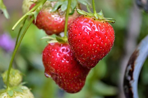 strawberry plants.jpg