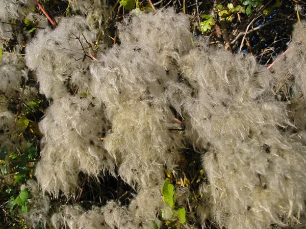 Clematis Vitalba "Old Man's Beard"