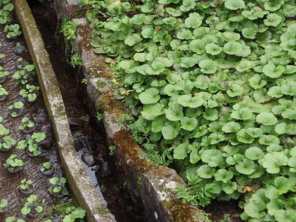 wasabi fields.jpg