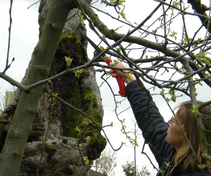 Purning Old Apple Tree.jpg