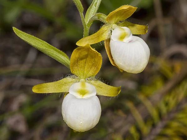 Cypripedium californicum