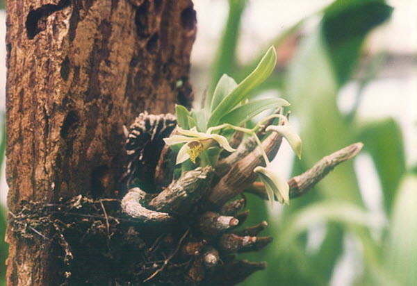 Dendrobium delacourii