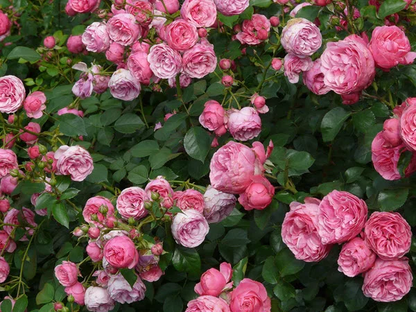 rose gardening gloves.jpg
