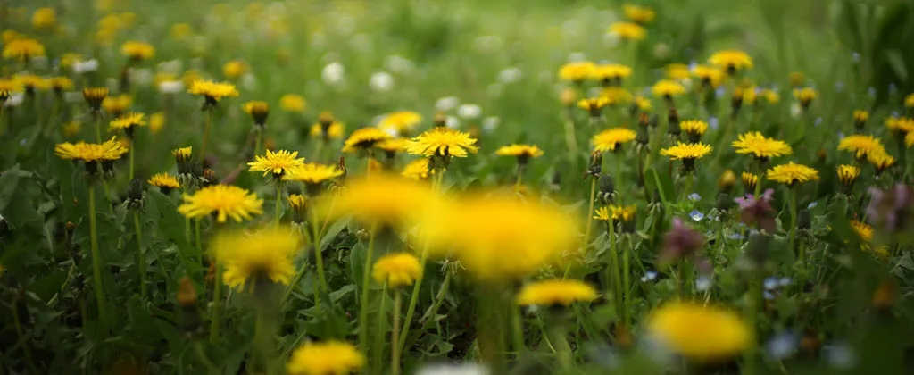 The Best Way to Get Rid of Dandelions - Without Roundup