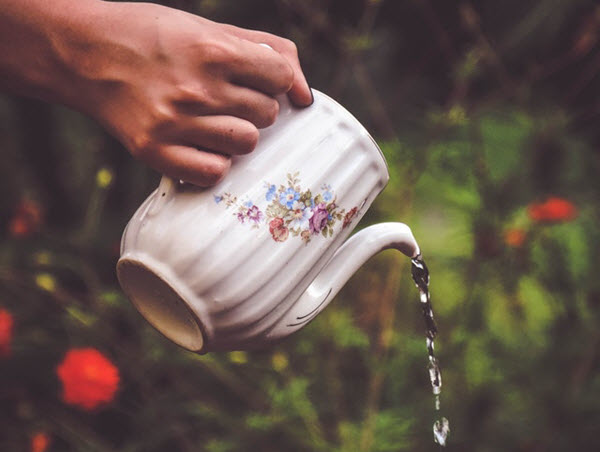 removing dandelions with boiling water.jpeg