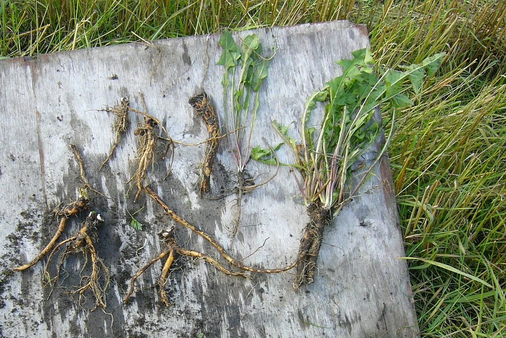 dandelion taproot.jpg