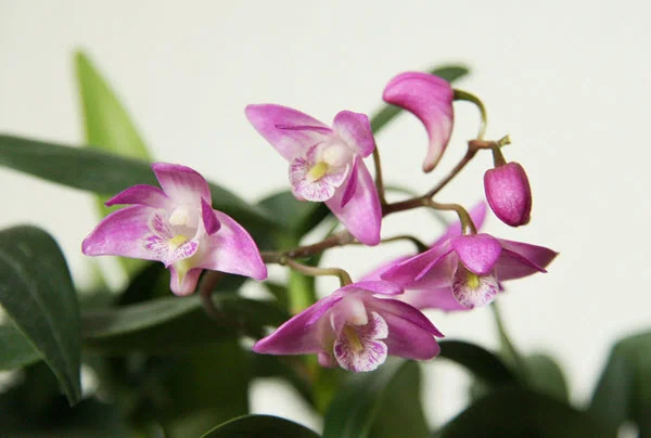dendrobium kingianum.jpg