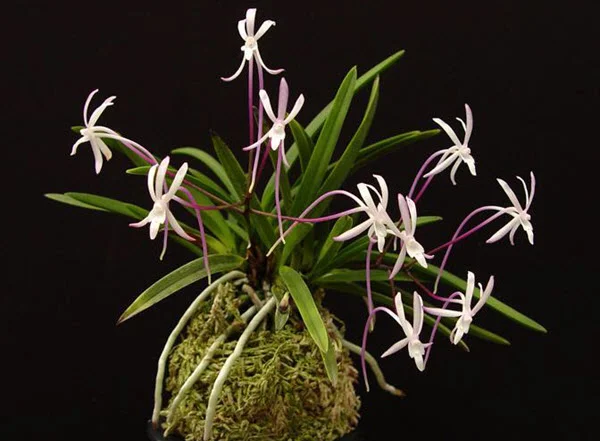 Via orchidweb