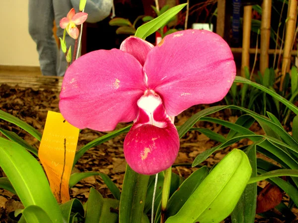 phragmipedium kovachii.jpg