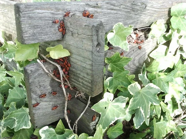 disadvantages of compost.jpg