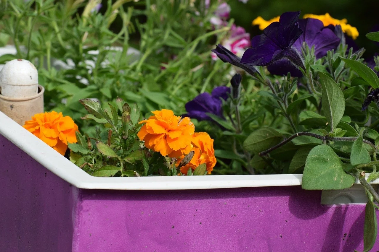 Moving Houses? Here�s How To Move Your Plants Without