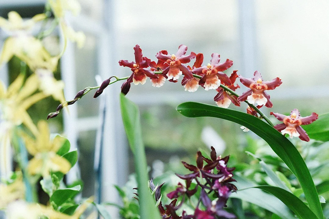 A Complete List of the Most Fragrant Orchids