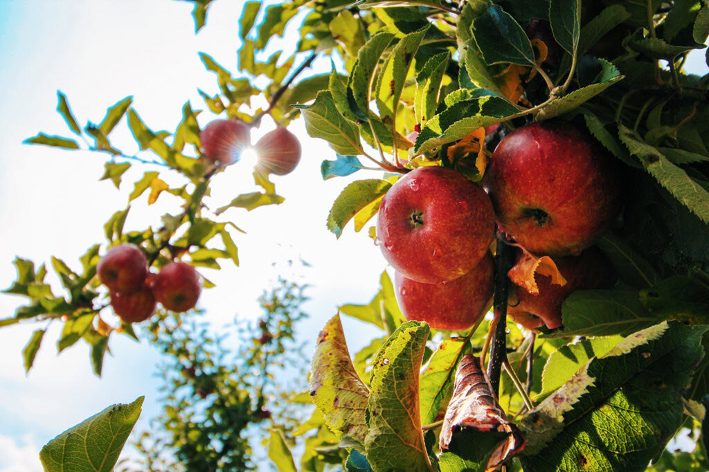 Easy to Grow Fruit Trees and Plants for Beginners