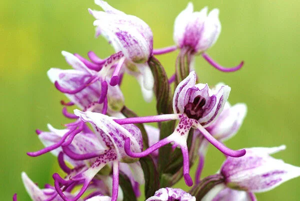 A History of Orchids
