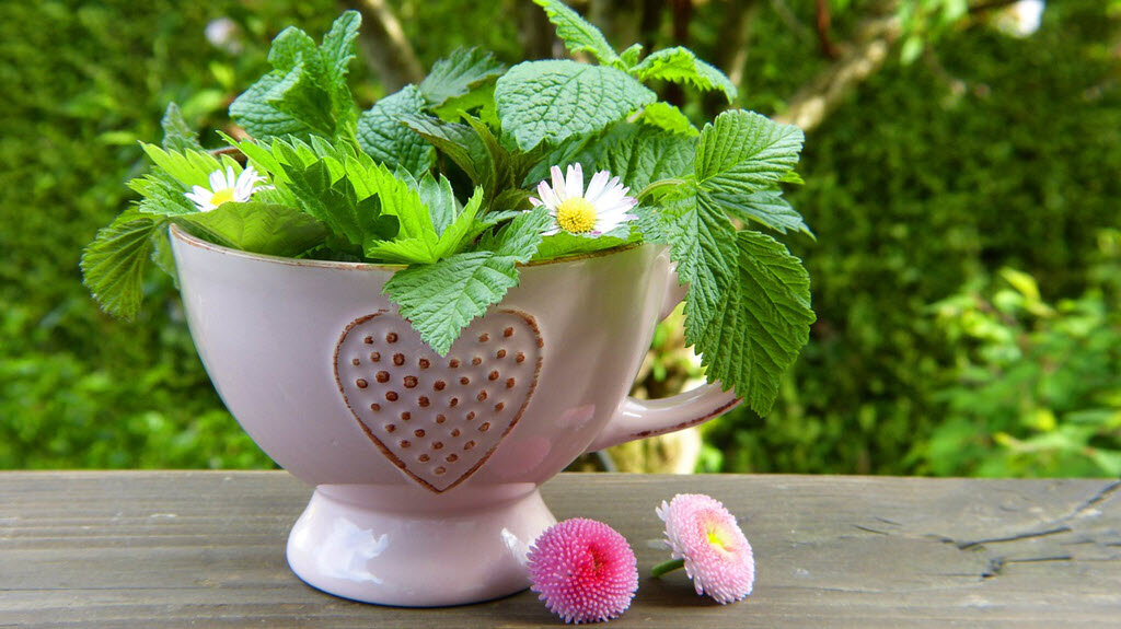 Moving Houses? Here's How To Move Your Plants Without