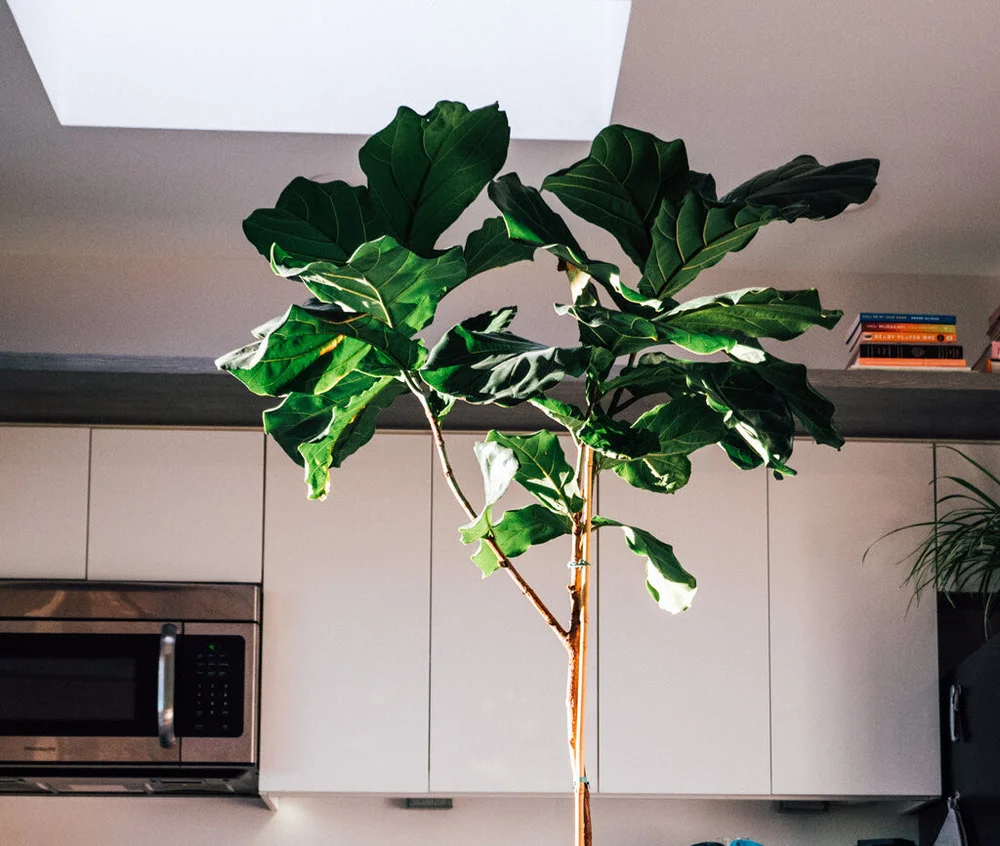pics Best Soil For Fiddle Leaf Fig Reddit dying fiddle leaf fig tree