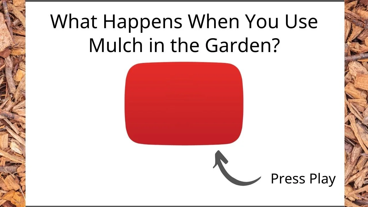 5 Best Mulches For Container Gardening