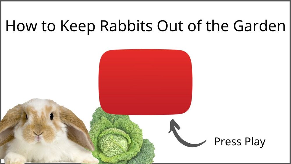 Best Rabbits Repellents