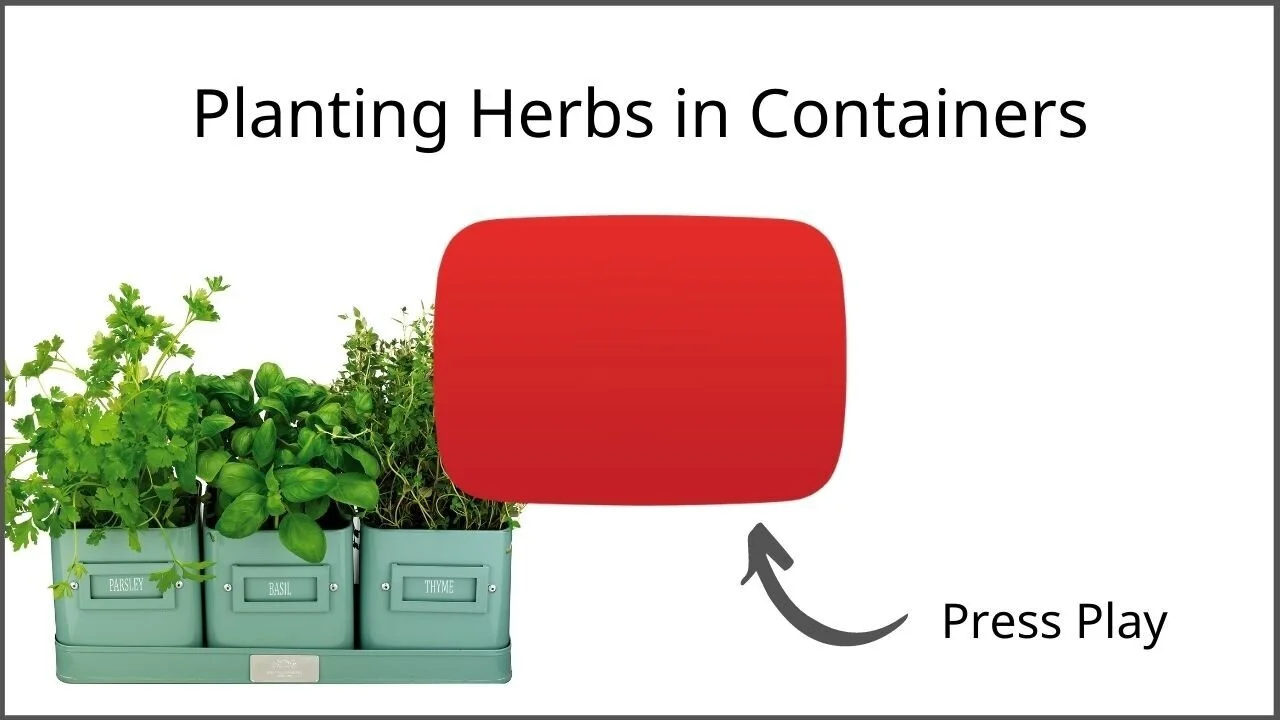 Companion Gardening What Herbs Can Be Planted Together?