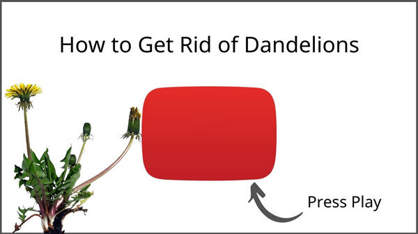 wallpapers How To Kill Dandelions Without Chemicals dandelions permanently
