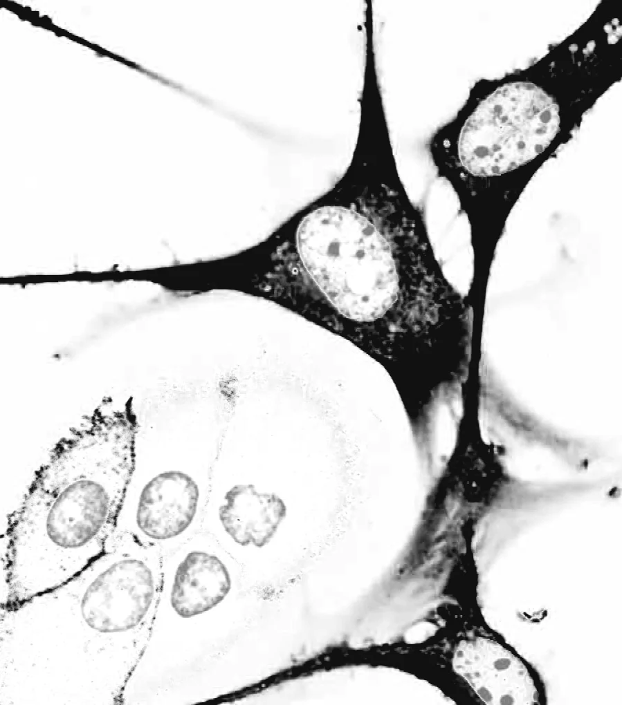Mature Neuron.jpg