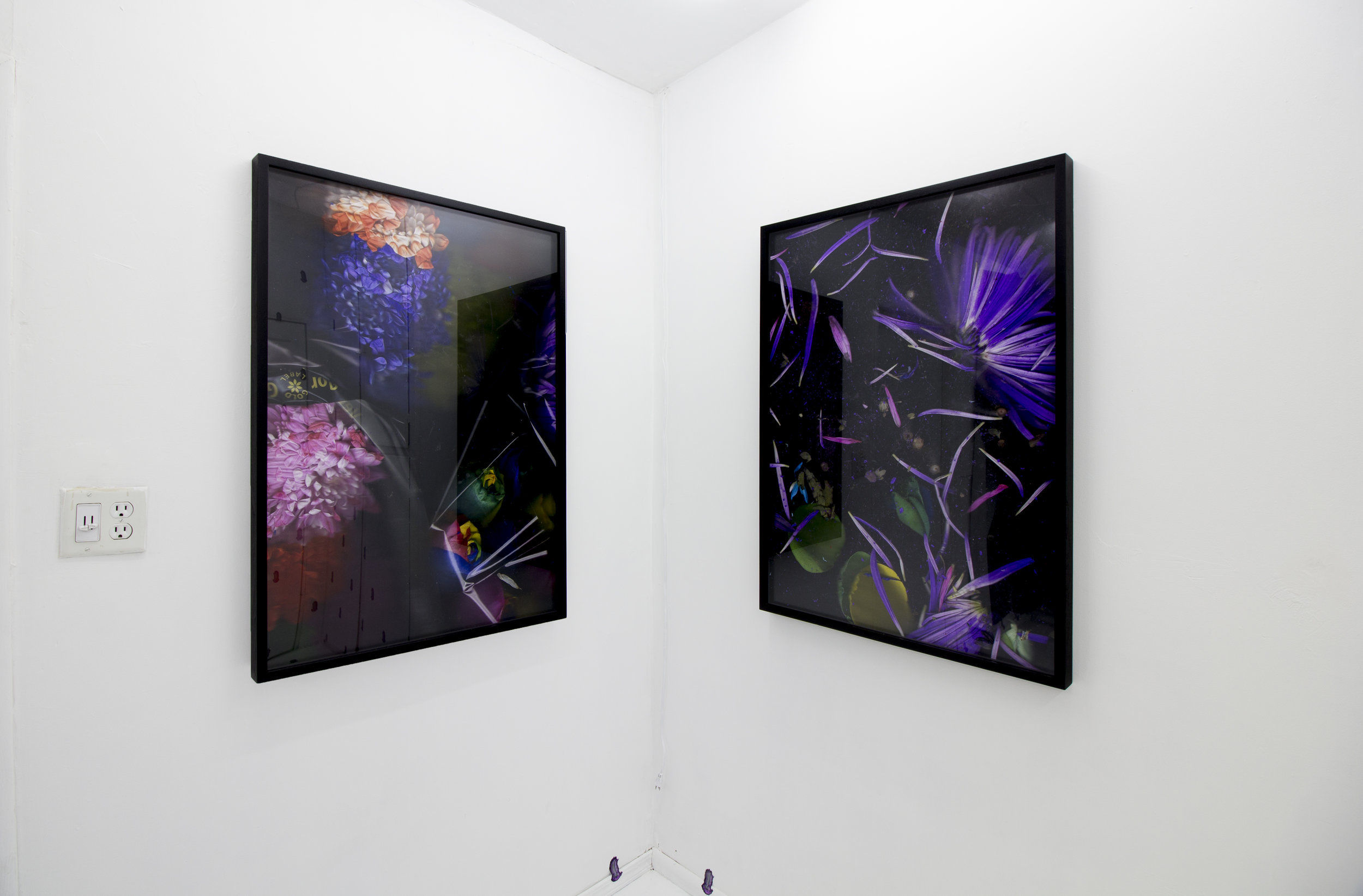  Quick and Endless, 2018, Silver halide archival print, artist frames, wall vinyl  Installation view: "Quick and Endless" at off-site  Ochi Projects , Los Angeles CA 